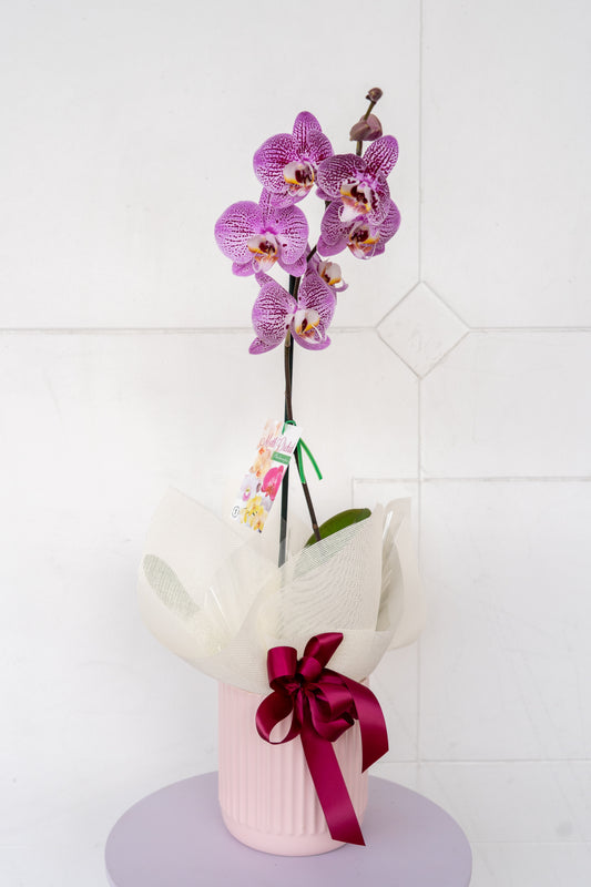 Phalaenopsis Orchid