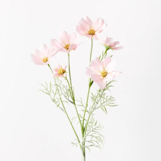 Cosmos Spray