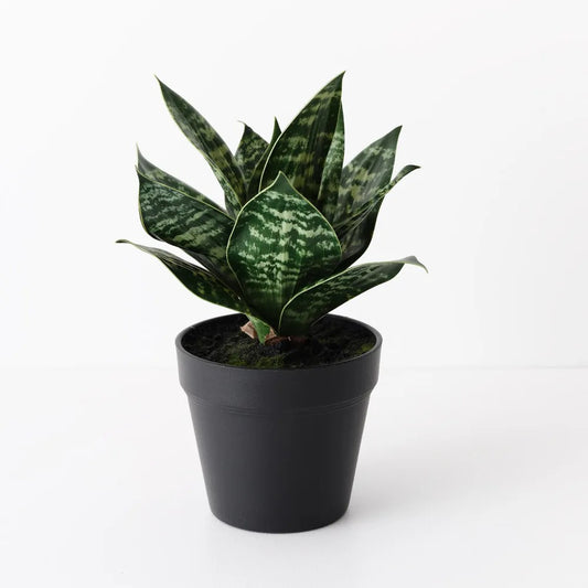 Sansevieria Plant