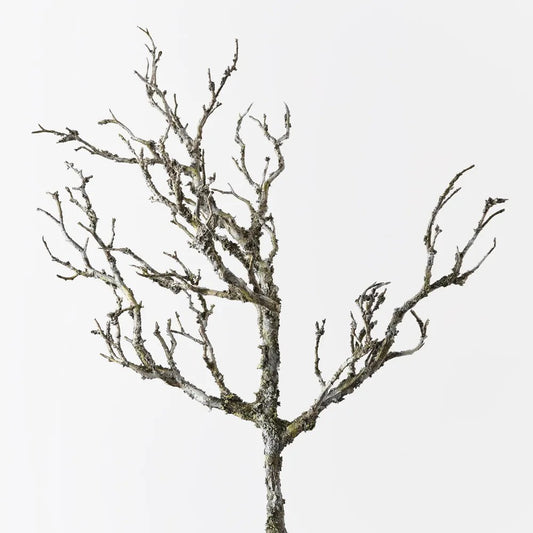Twig Coral Branch