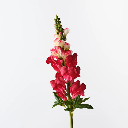 Snapdragon Watermelon