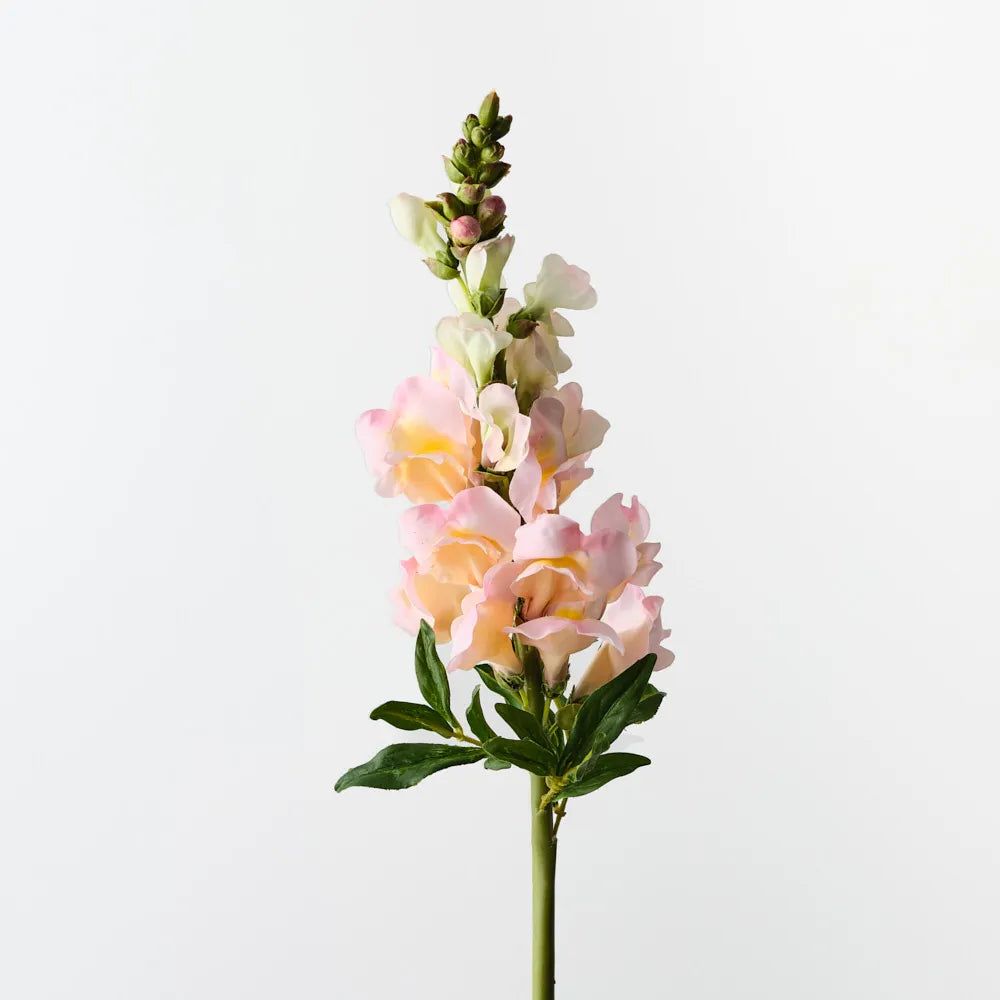 Snapdragon Peach