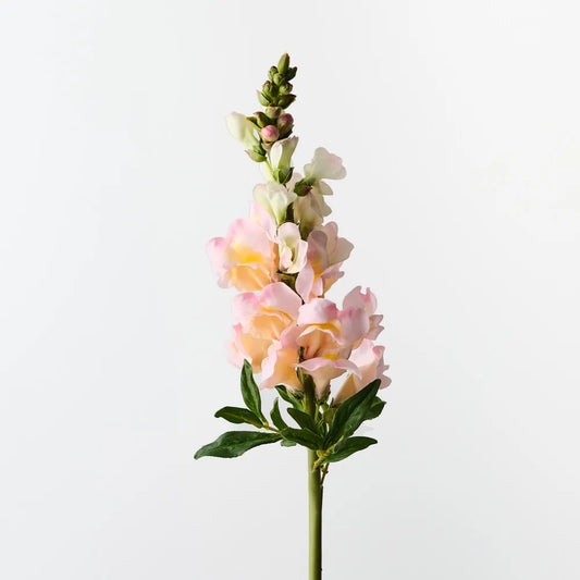 Snapdragon Peach