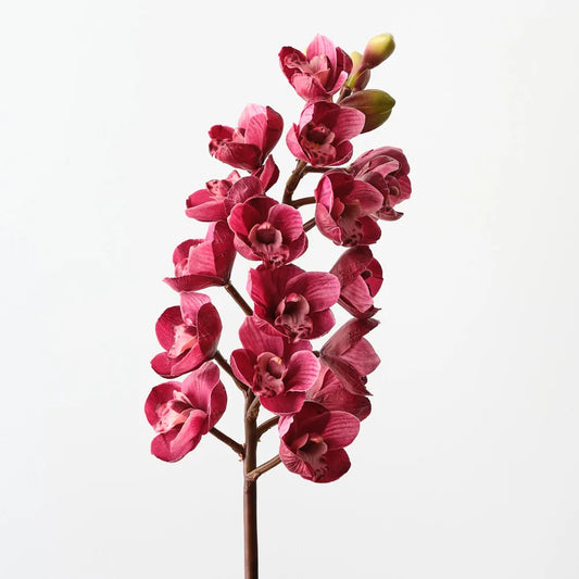 Orchid Cymbidium Fuschia