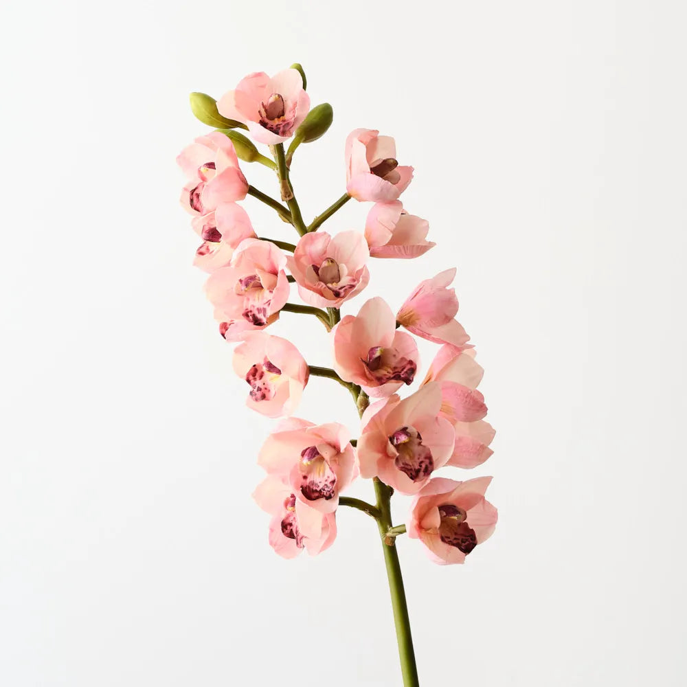 Orchid Cymbidium Light Pink