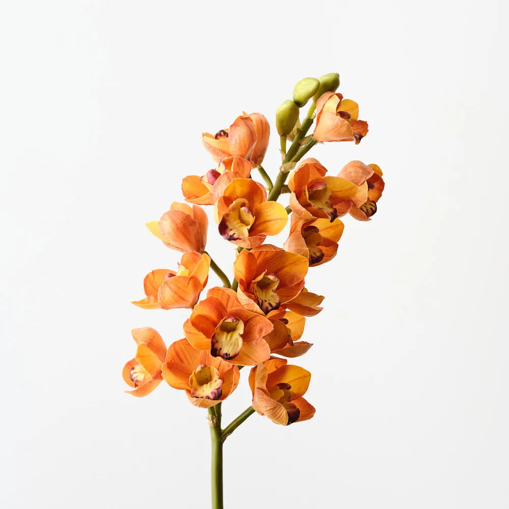 Orchid Cymbidium Orange