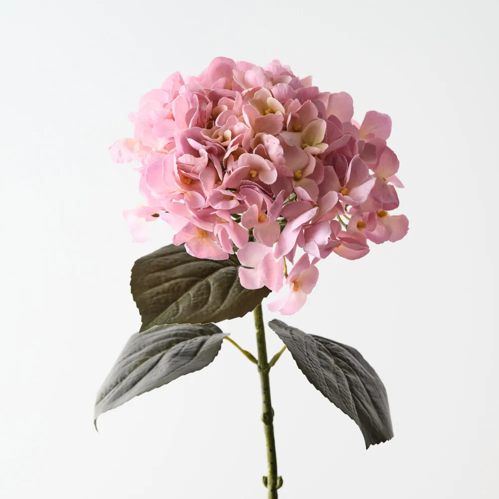Hydrangea Light Pink Cream
