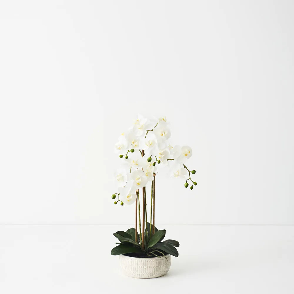 Orchid Phalaenopsis in Trojan Bowl