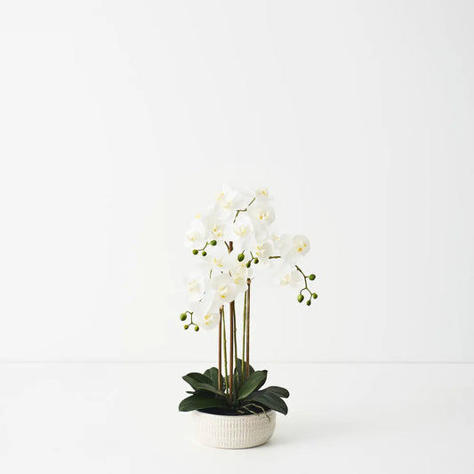 Orchid Phalaenopsis in Trojan Bowl