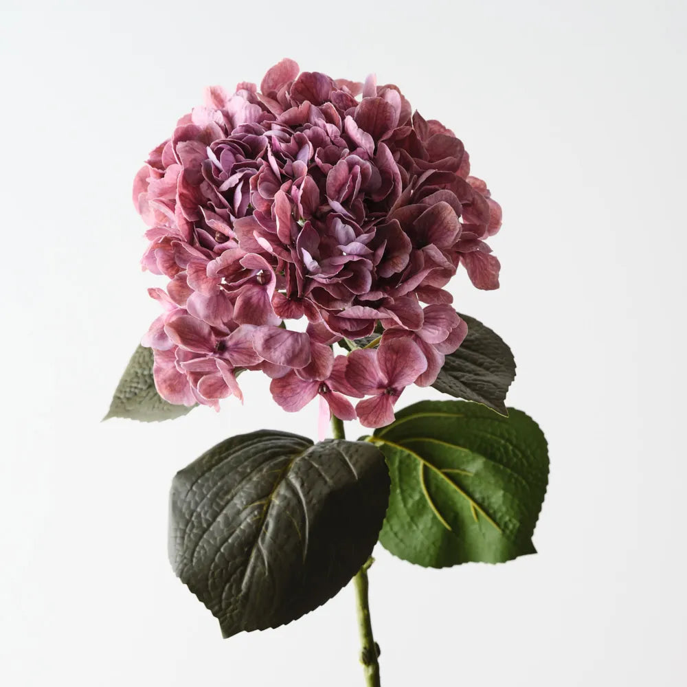 Hydrangea Mauve