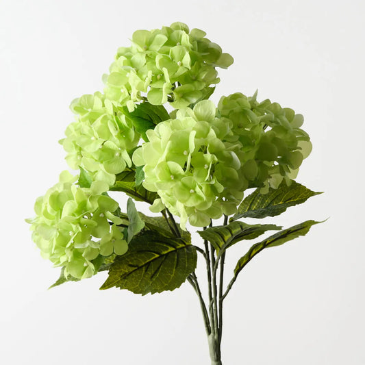 Hydrangea Bush Green