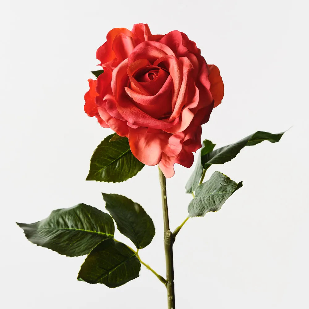 Rose Juliette Burnt Orange