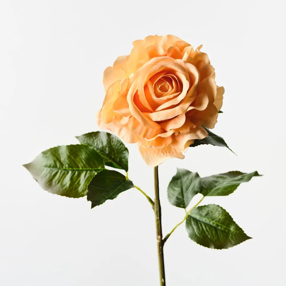 Rose Juliette Orange