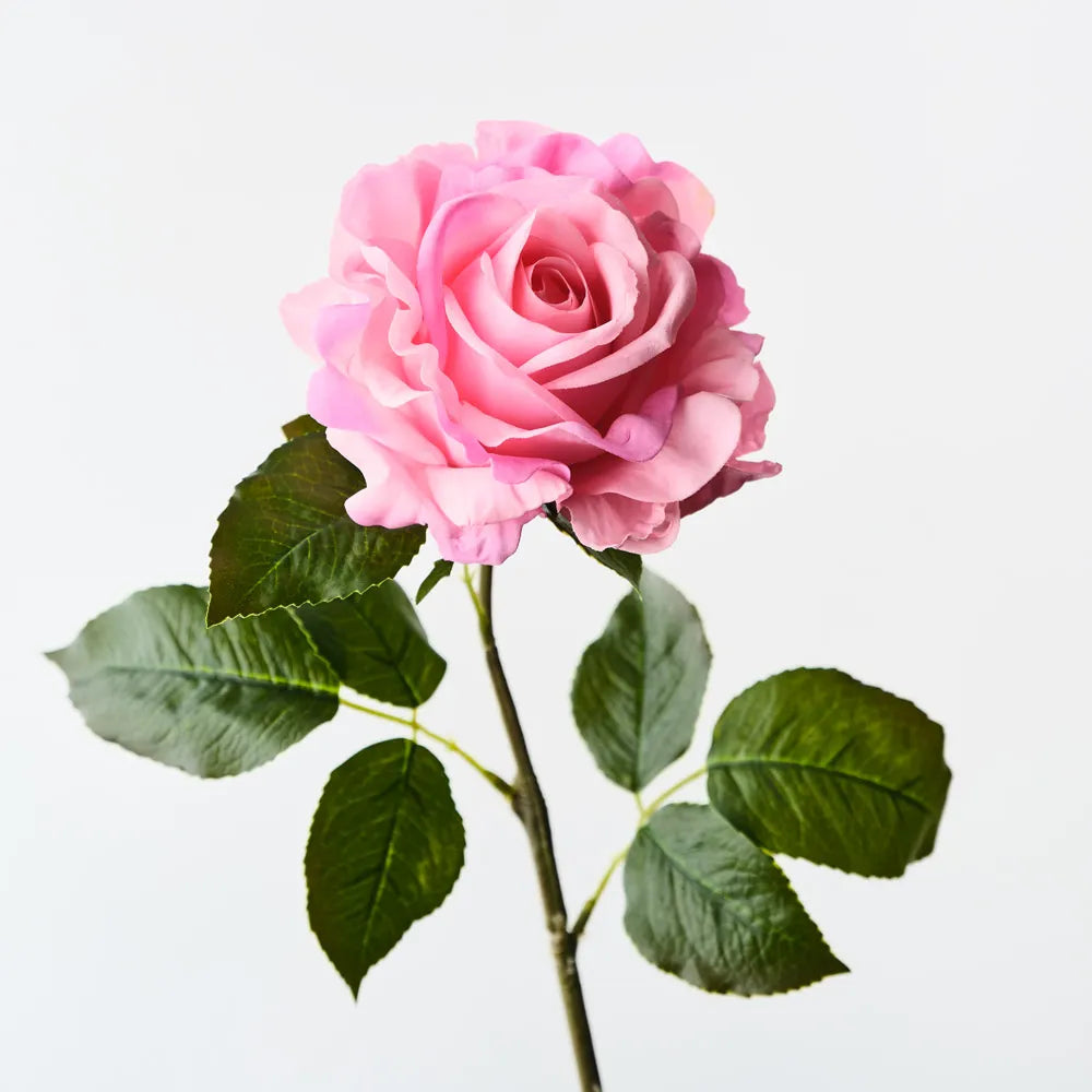 Rose Juliette Hot Pink