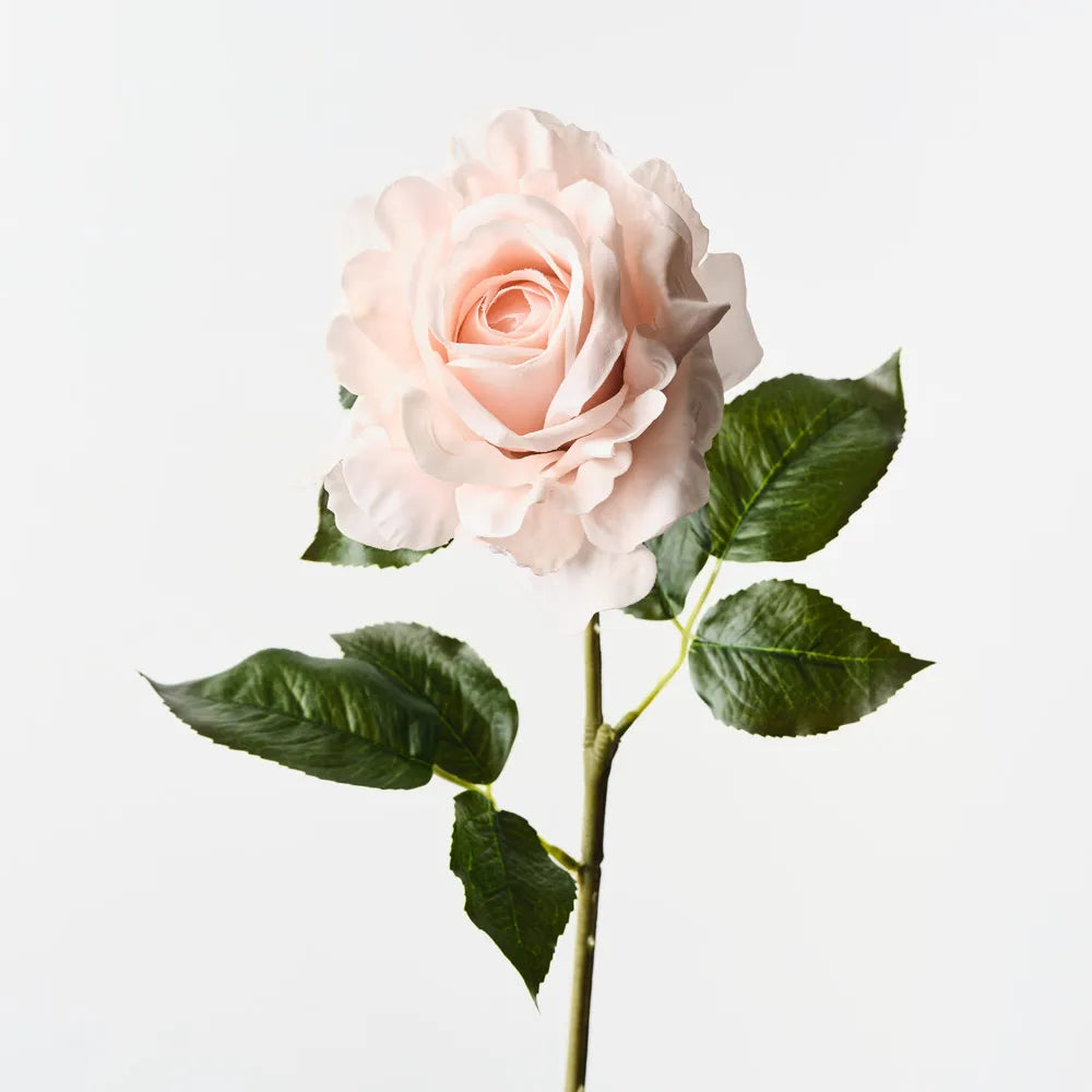 Rose Juliette Soft Pink