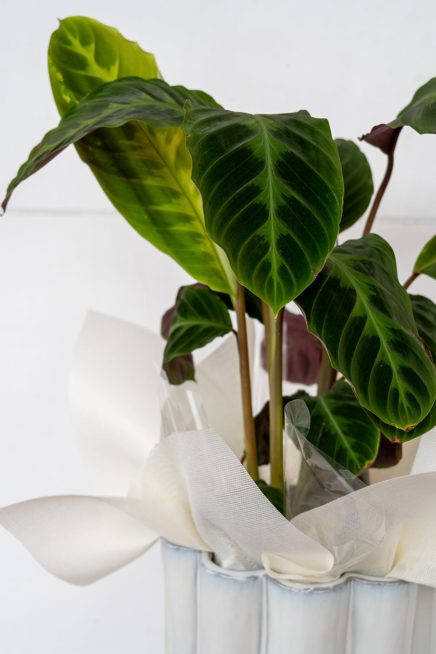 Pot Plant 1