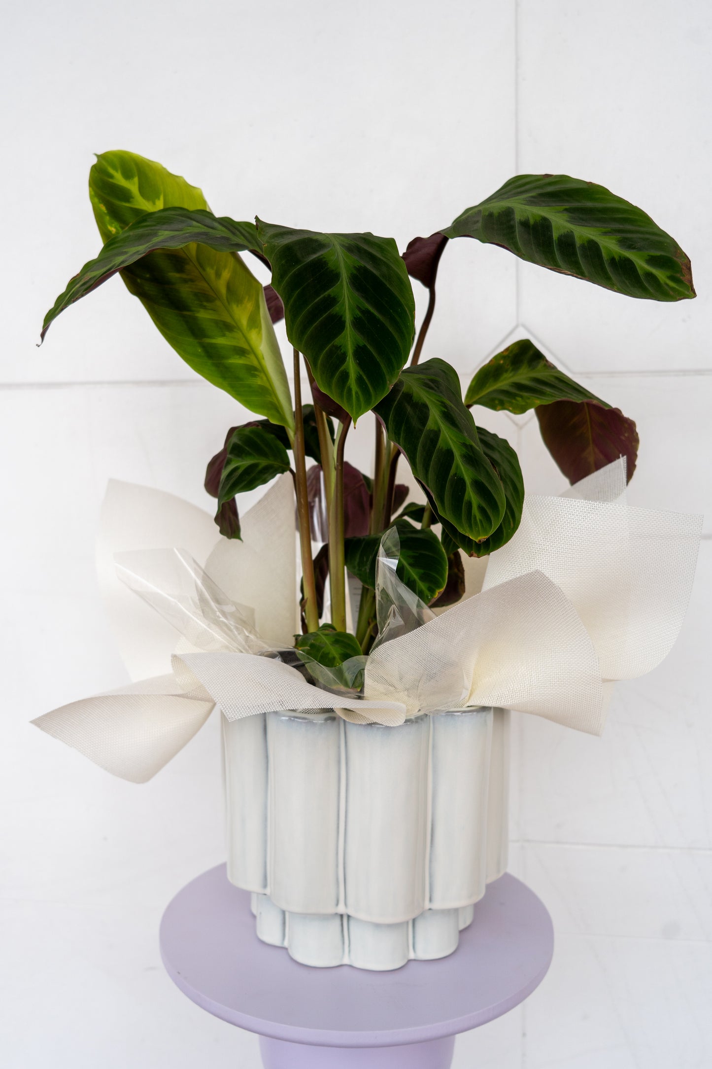 Pot Plant 1