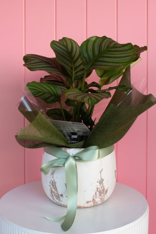 Florist Choice Potted plant 2