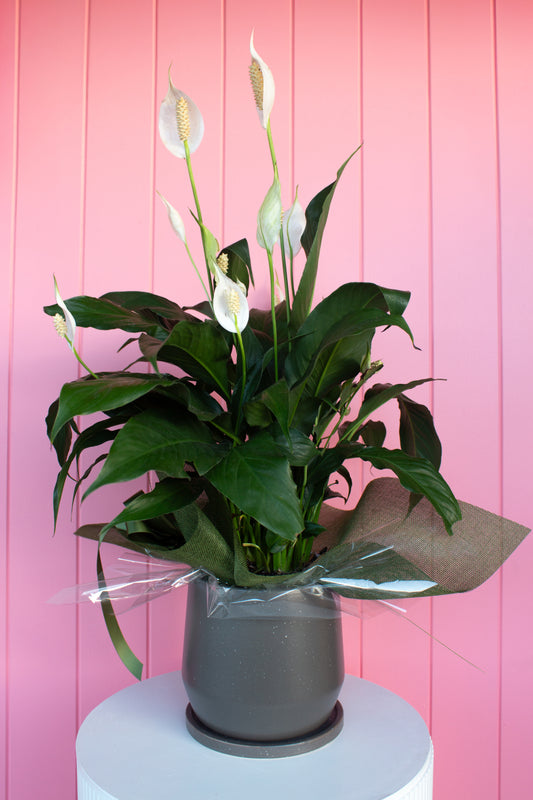 White Peace Lily in pot