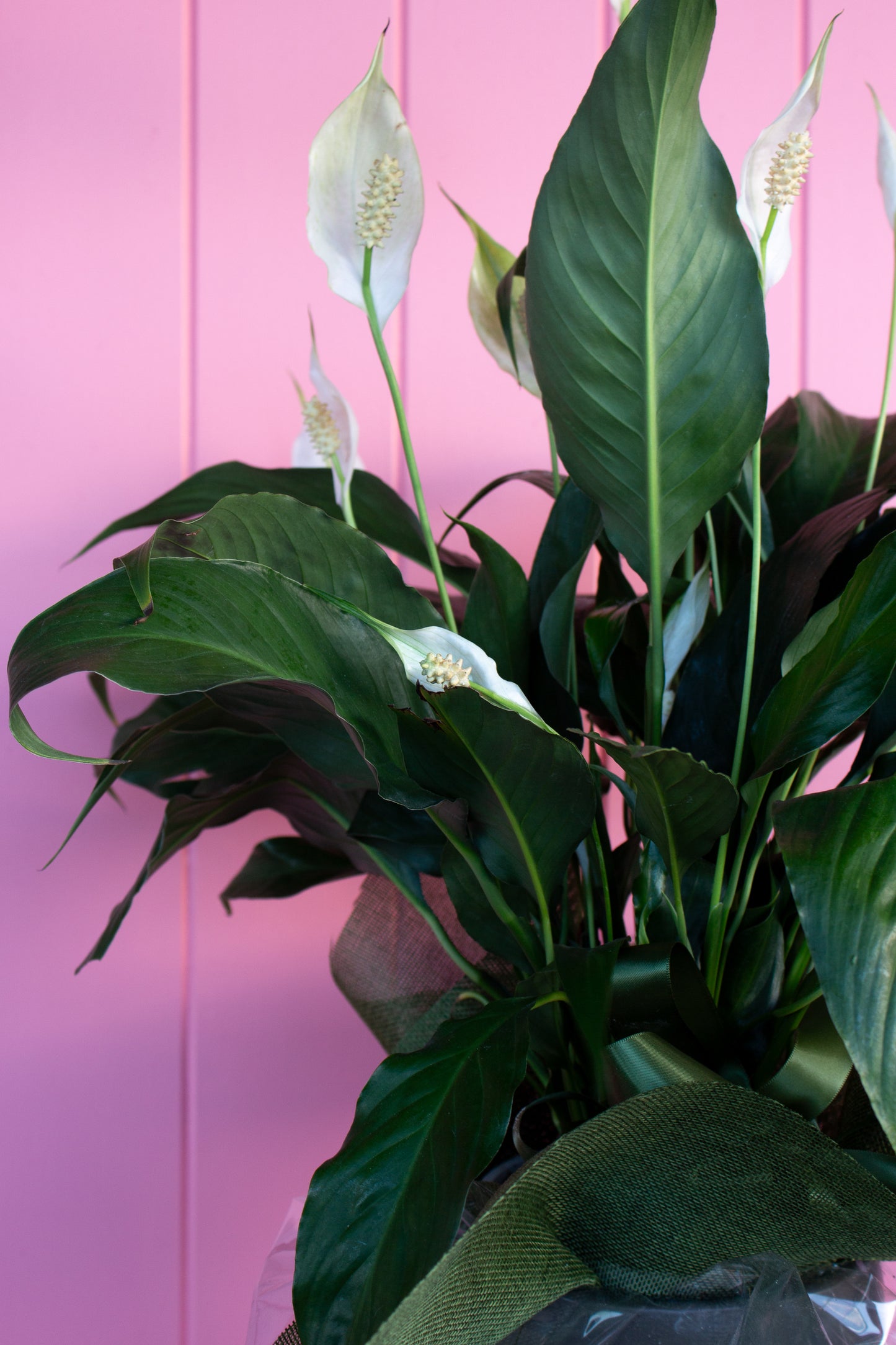 White Peace Lily in pot