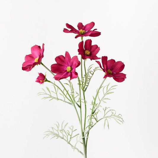 Cosmos burgandy