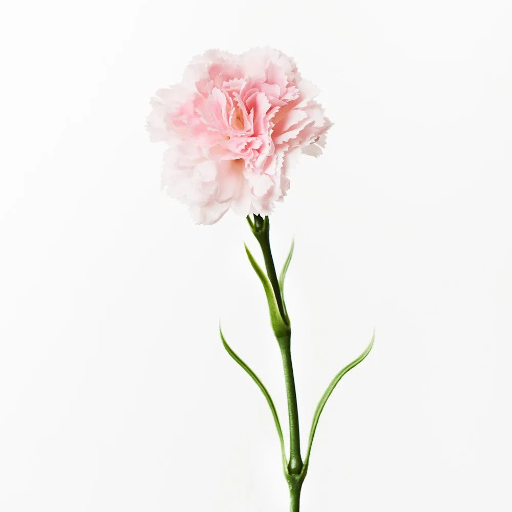 Carnation