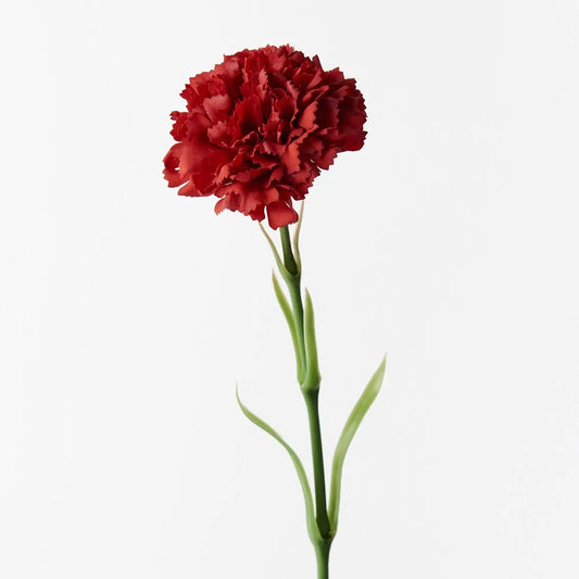 Carnation