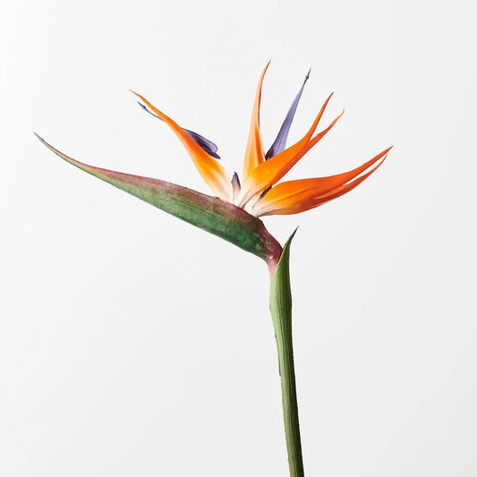 Bird Of Paradise