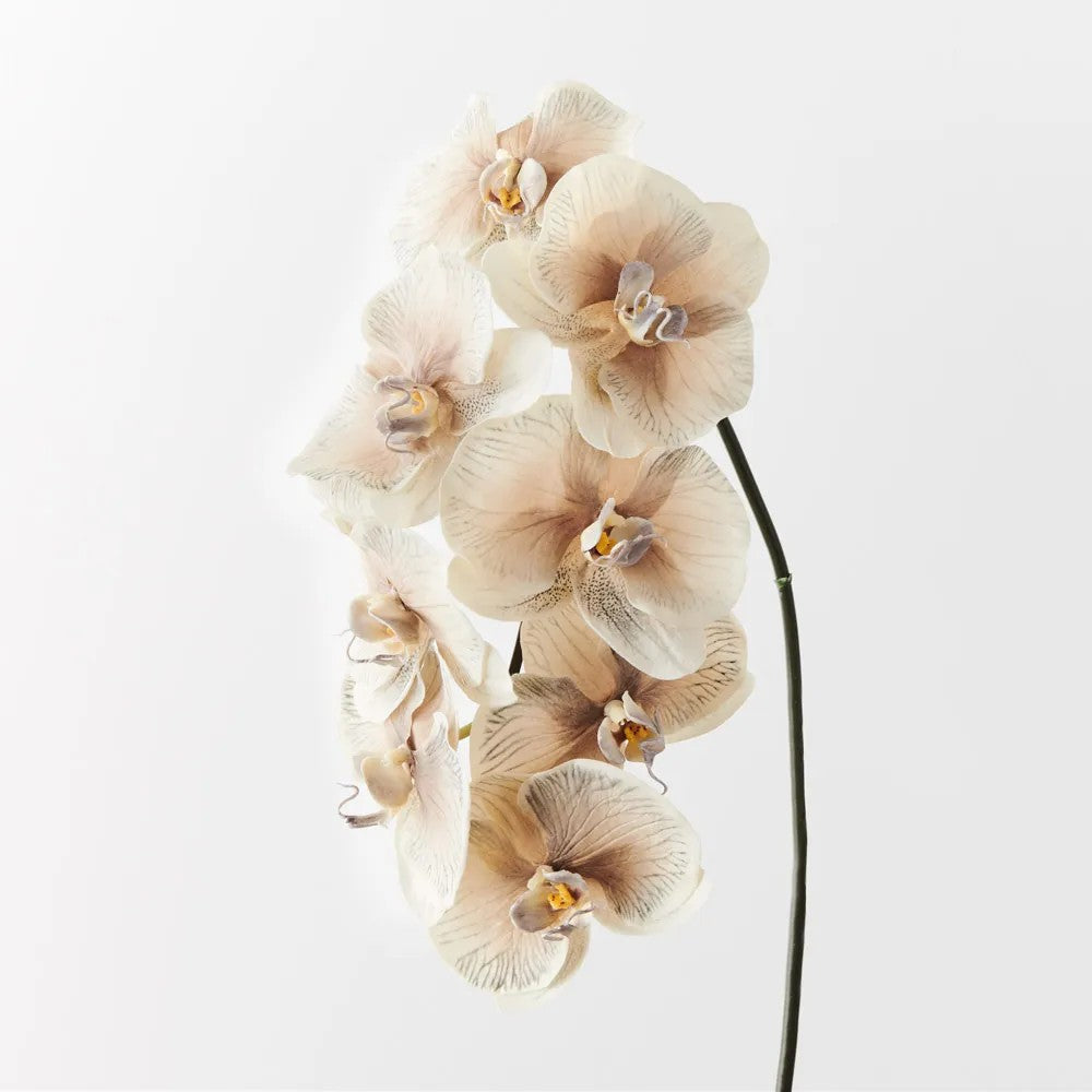 Phalaenopsis Orchid