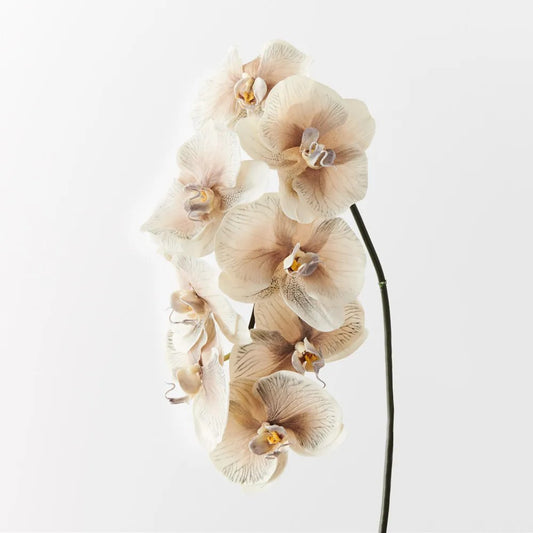 Phalaenopsis Orchid
