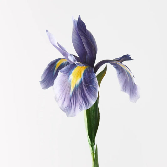 Iris Dutch