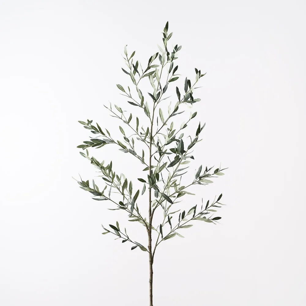 Olive Leaf Branch