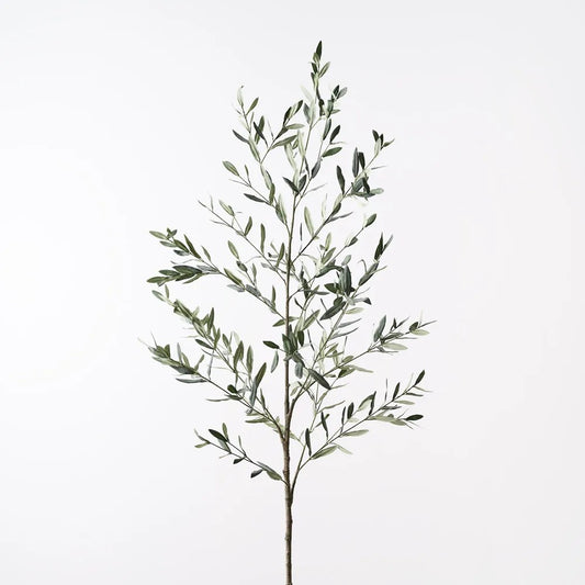 Olive Leaf Branch