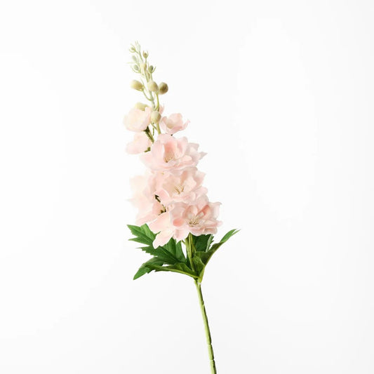 Delphinium Peach