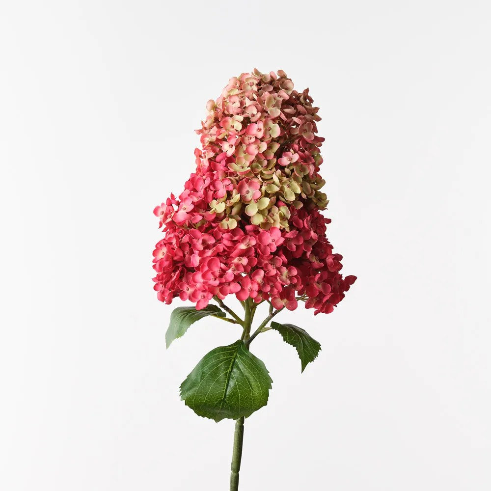Cone Hydrangea
