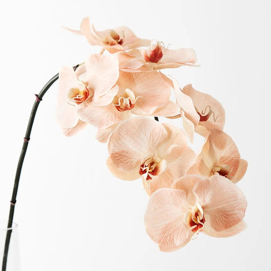Phalaenopsis Orchid