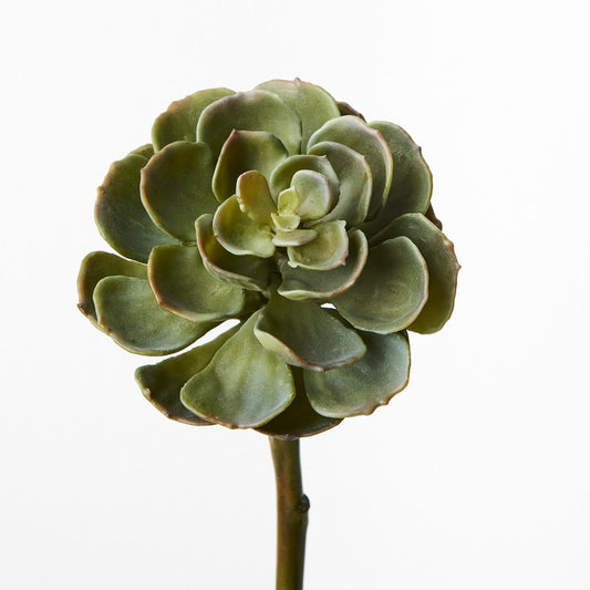 green succulent stem 18cm