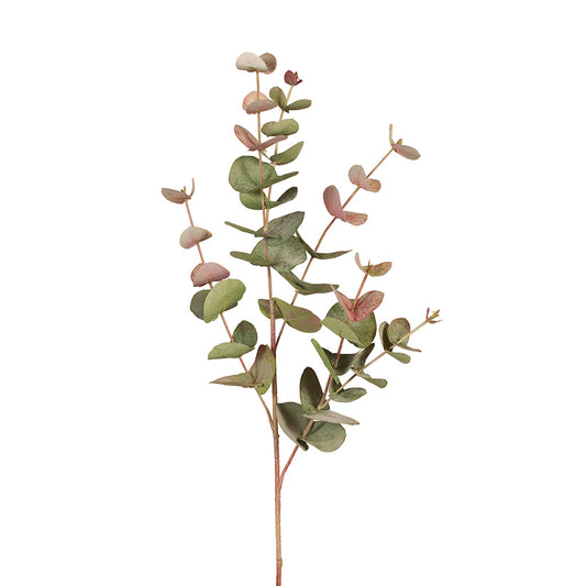Eucalyptus Silver Dollar 86cm Grey Red