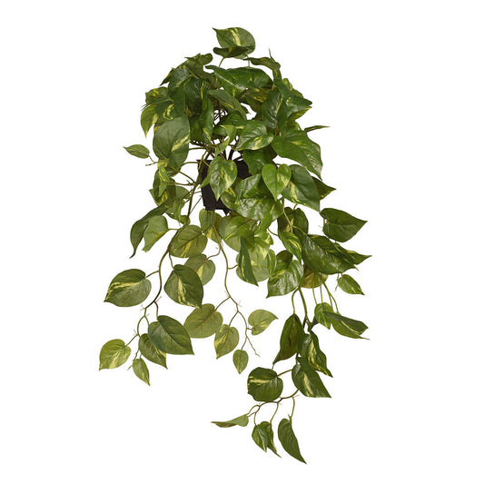 Pothos 70cm