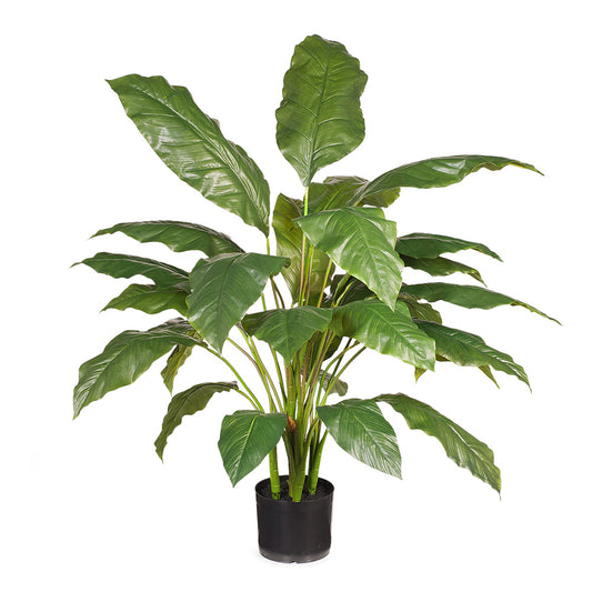 Spathiphyllum Leaf Plant