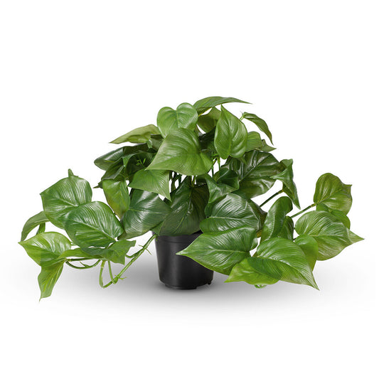 Philodendron 30cm