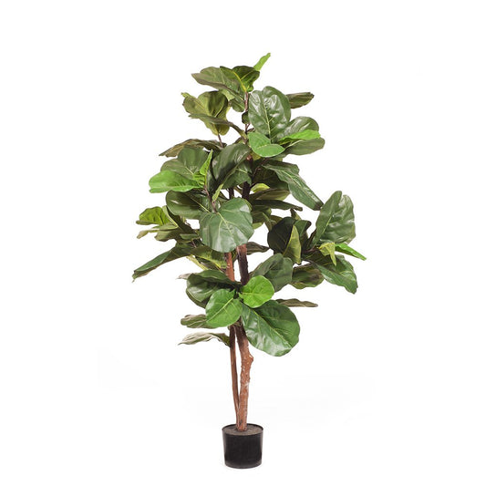 Fiddle Leaf Tree 183cm