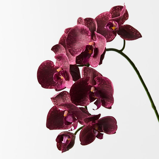 Phalaenopsis Orchid Burgandy