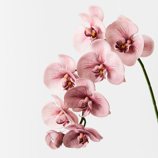 Phalaenopsis Orchids Dusky Pink