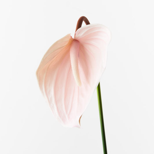 Anthurium Soft Pink