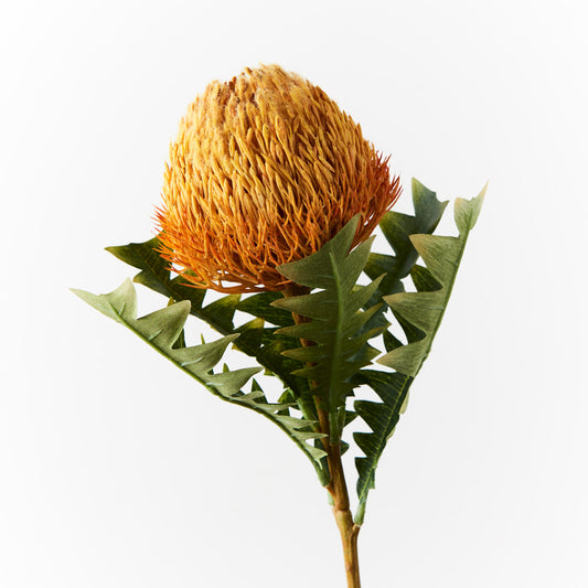 Banksia Acorn orange 69cm