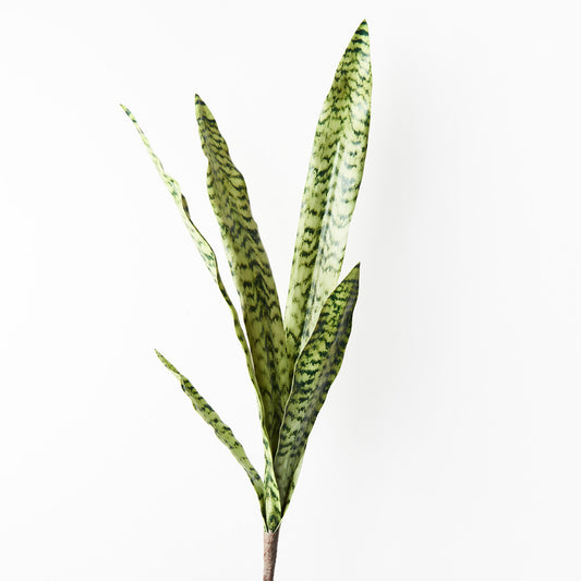 Sansevieria Bush 80cm