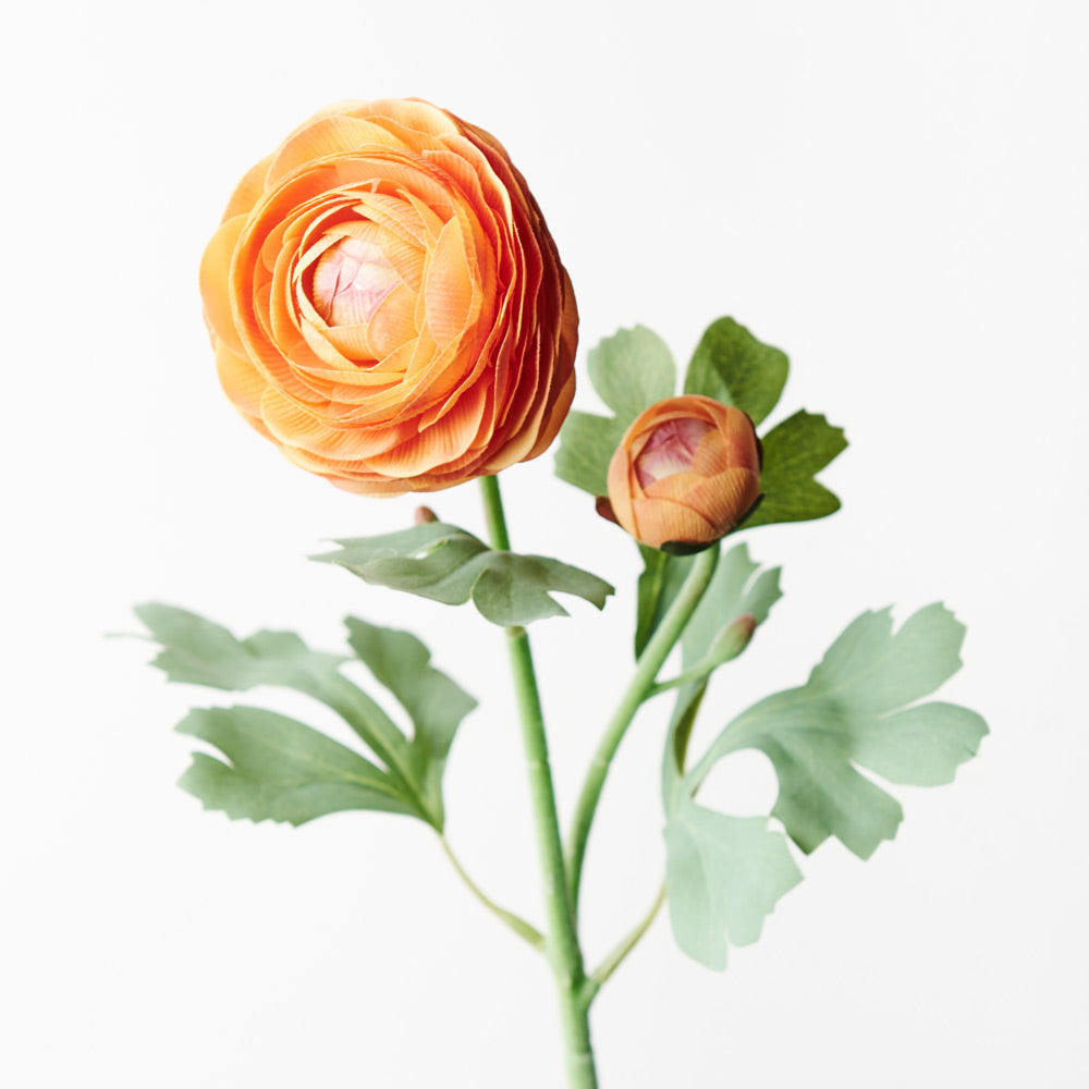 Ranunculus orange