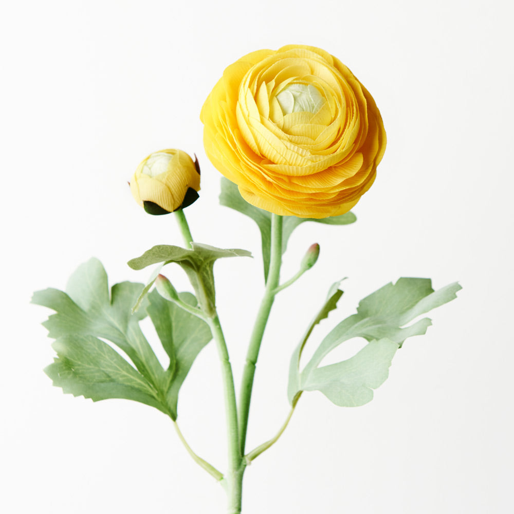 Ranunculus Yellow