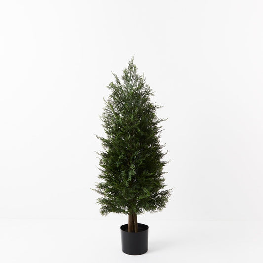 Cedar Tree 120cm